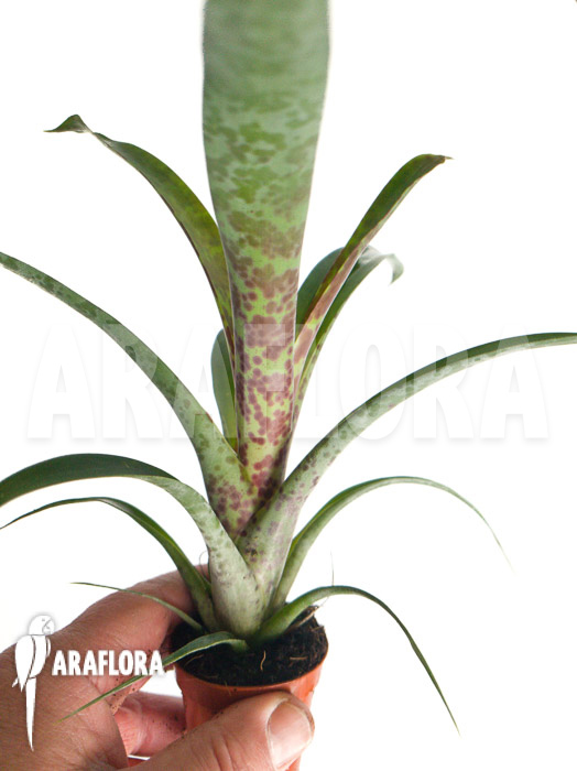 Vriesea pardalina &lsquo;Lacy&rsquo;