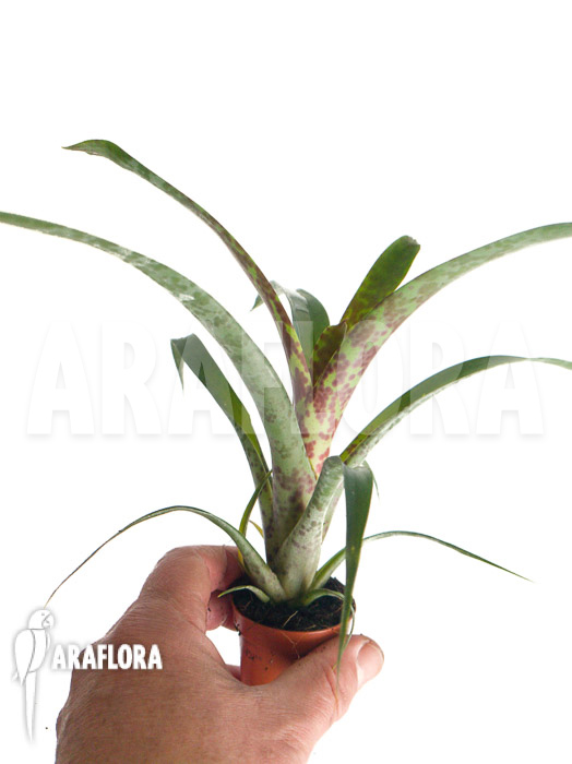 Vriesea pardalina &lsquo;Lacy&rsquo;