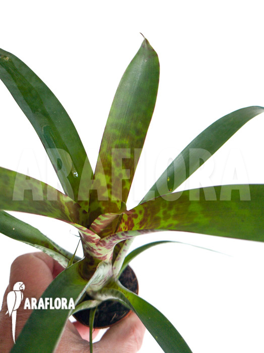 Vriesea pardalina &lsquo;Lacy&rsquo;