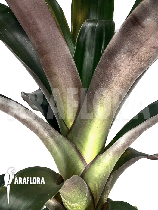 Vriesea skotakii &lsquo;M&rsquo;