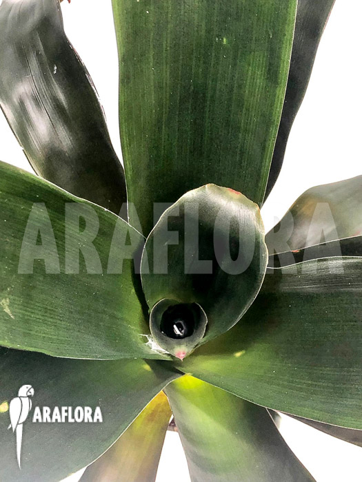 Vriesea skotakii &lsquo;M&rsquo;