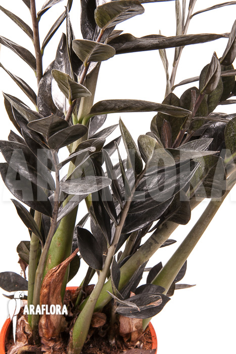 Zamioculcas zamiifolia &lsquo;Raven&rsquo;