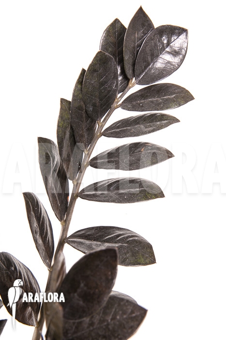 Zamioculcas zamiifolia &lsquo;Raven&rsquo;