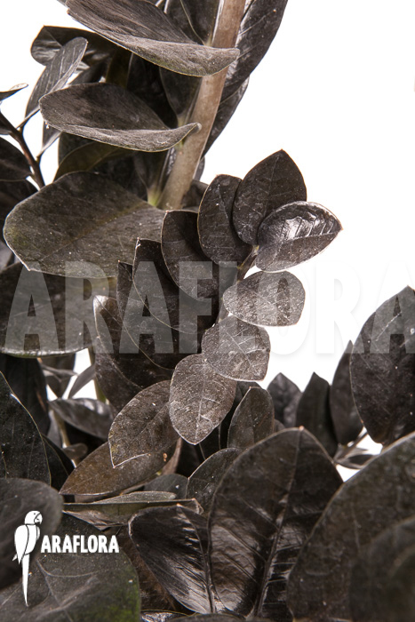 Zamioculcas zamiifolia &lsquo;Raven&rsquo;