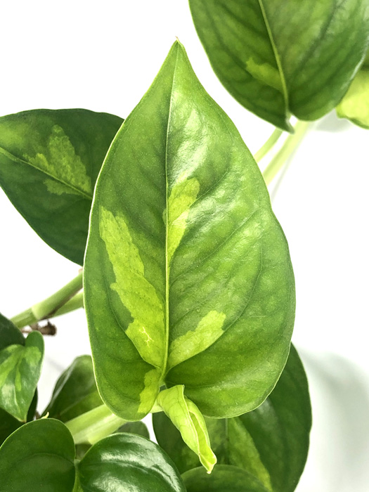Epipremnum aureum &lsquo;Global Green&rsquo;