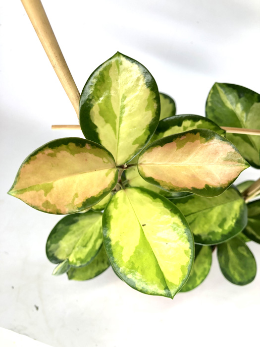 Hoya australis &lsquo;Lisa&rsquo; &lsquo;M&rsquo;