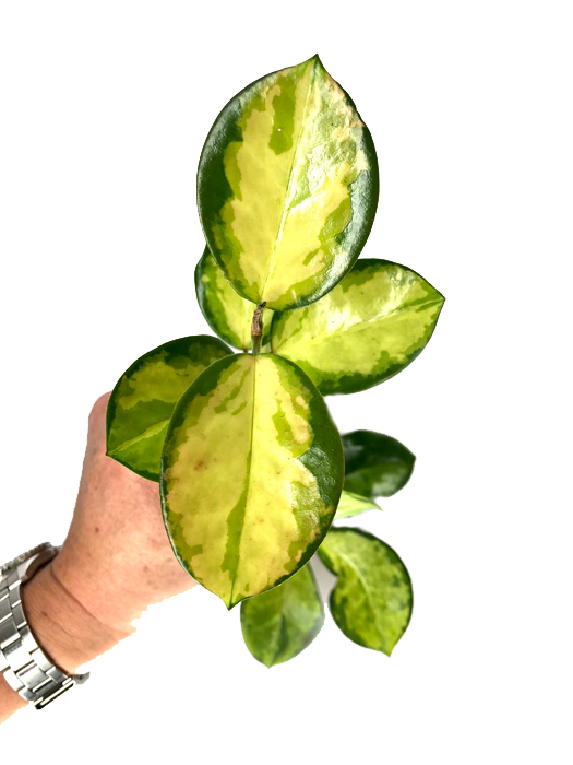 Hoya australis &lsquo;Lisa&rsquo; &lsquo;S&rsquo;