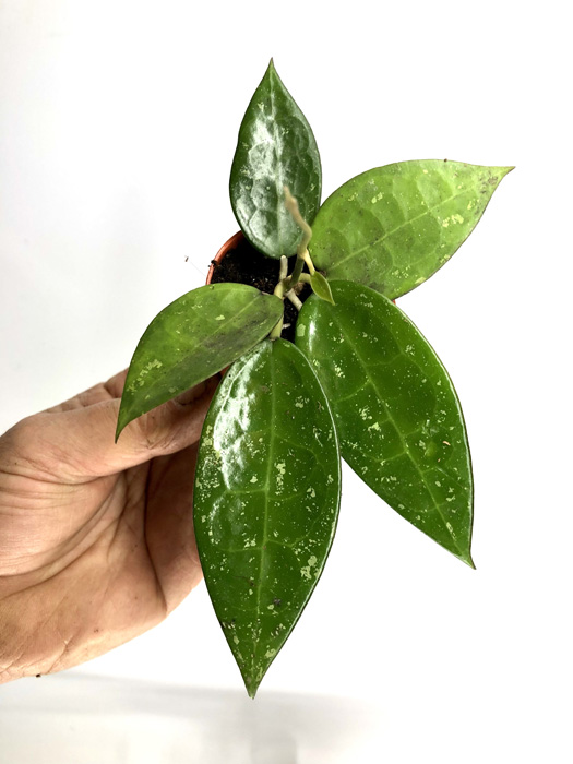 Hoya parasitica &lsquo;Black edge&rsquo;  &lsquo;S&rsquo;