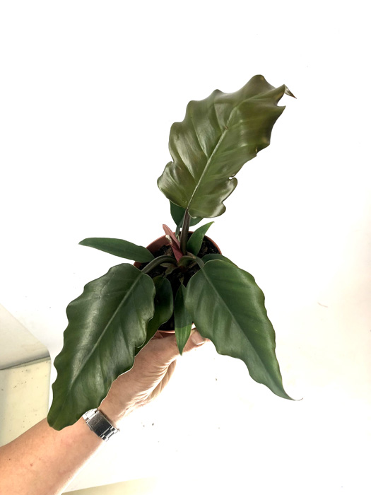 Philodendron &lsquo;Saw&rsquo;