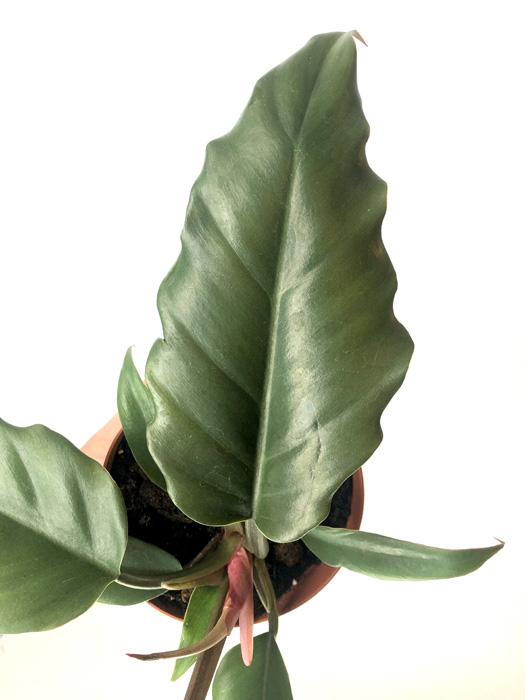 Philodendron &lsquo;Saw&rsquo;