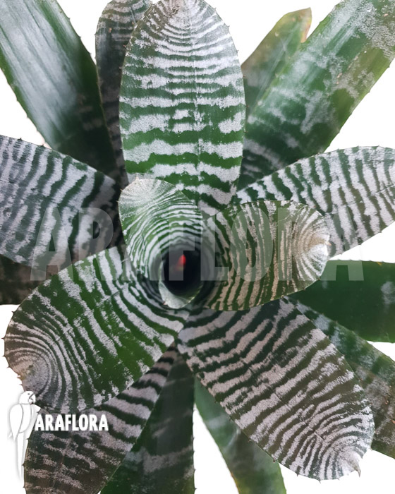 Aechmea chantinii &lsquo;Large&rsquo;