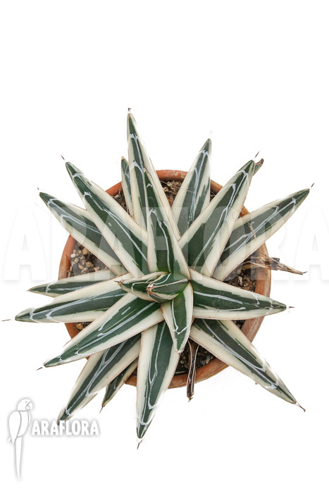 Agave victoriae reginae &lsquo;White rhino&rsquo;