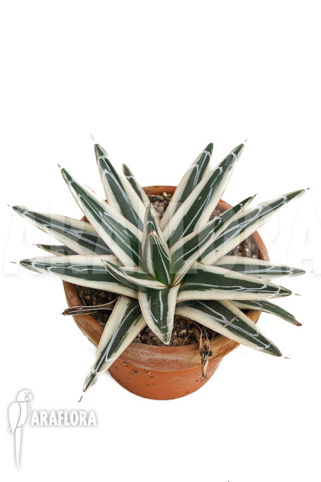 Agave victoriae reginae &lsquo;White rhino&rsquo;