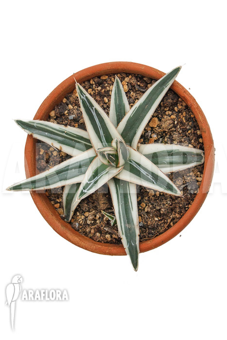 Agave victoriae reginae &lsquo;White rhino&rsquo; &lsquo;M&rsquo;