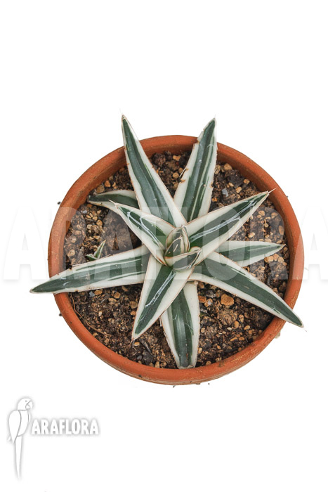 Agave victoriae reginae &lsquo;White rhino&rsquo; &lsquo;M&rsquo;