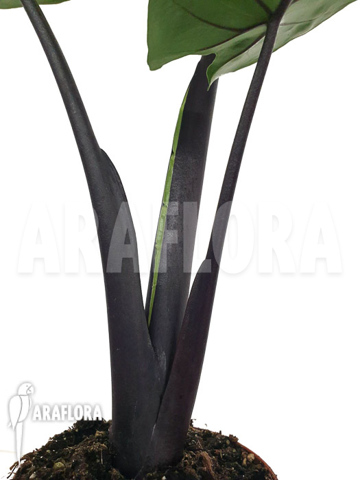 Alocasia &lsquo;Black cobra&rsquo;