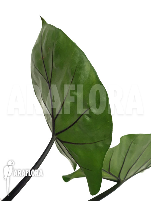 Alocasia &lsquo;Black cobra&rsquo;