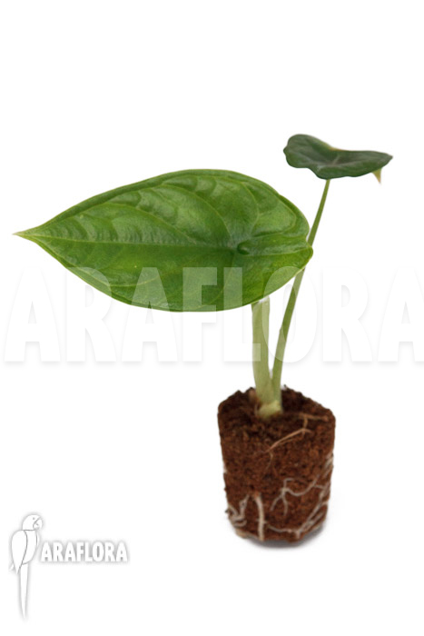 Alocasia &lsquo;Dragon Scale Round form&rsquo; &lsquo;Plug&rsquo;