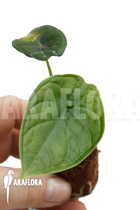 Alocasia &lsquo;Dragon Scale Round form&rsquo; &lsquo;Plug&rsquo;