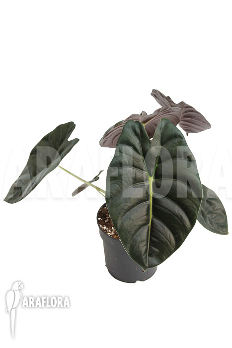 Alocasia &lsquo;Golden Bone&rsquo;