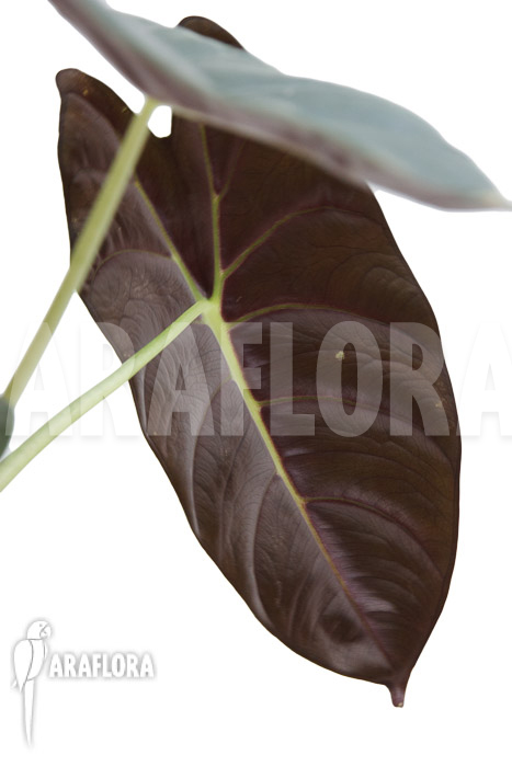 Alocasia &lsquo;Golden Bone&rsquo;