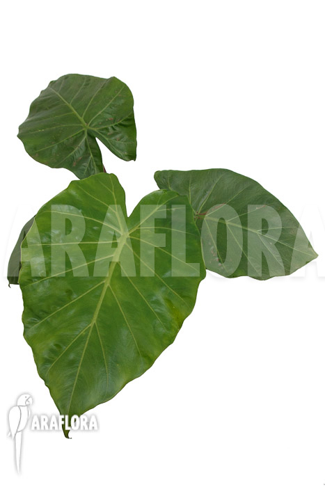 Alocasia &lsquo;Imperial Red&rsquo;