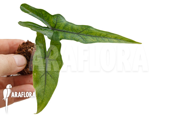 Alocasia &lsquo;Jacklyn Narrow&rsquo; &lsquo;Plug&rsquo;