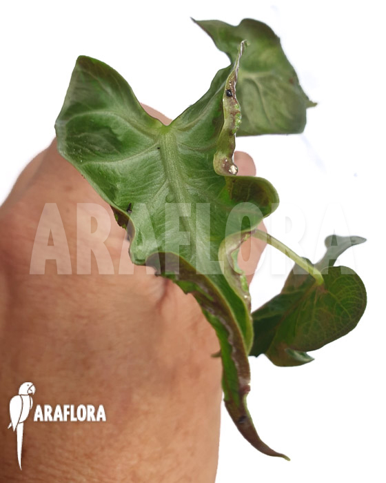 Alocasia &lsquo;Loco&rsquo; &lsquo;Starter&rsquo;