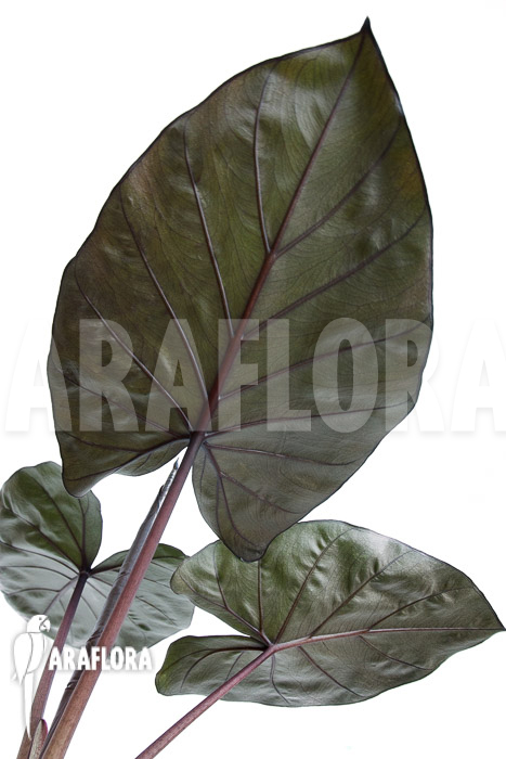 Alocasia &lsquo;Metalhead&rsquo;