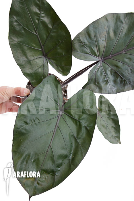 Alocasia &lsquo;Metalhead&rsquo;