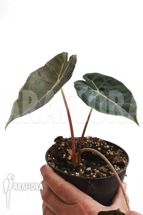 Alocasia &lsquo;Purple Prince&rsquo;