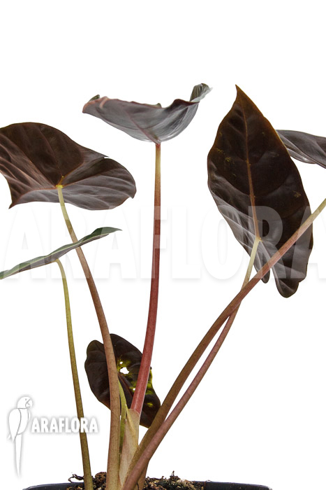Alocasia &lsquo;Purple Prince&rsquo;