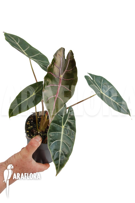 Alocasia &lsquo;Purple Prince&rsquo;