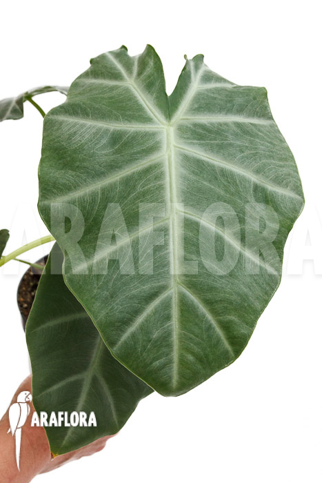 Alocasia &lsquo;Silver Feathers&rsquo;