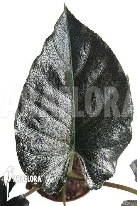 Alocasia chienlii &lsquo;antoro velvet&rsquo;
