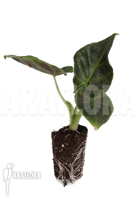 Alocasia chienlii &lsquo;antoro velvet&rsquo; &lsquo;Plug&rsquo;