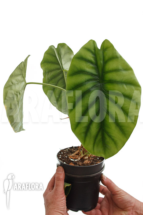 Alocasia clypeolata &lsquo;Green Shield&rsquo;