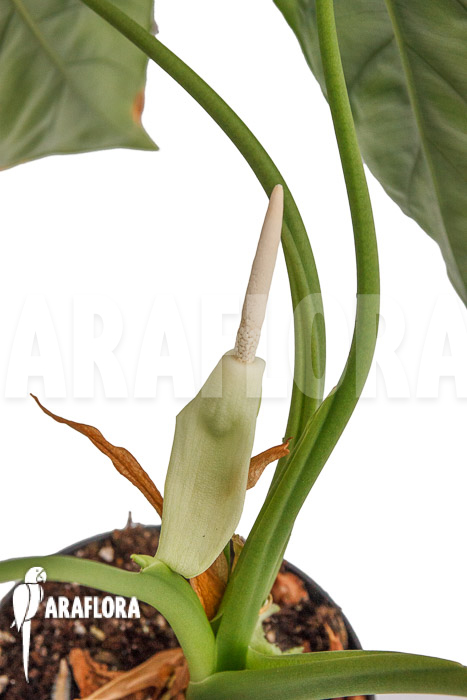 Alocasia clypeolata &lsquo;Green Shield&rsquo;
