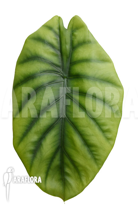 Alocasia clypeolata &lsquo;Green Shield&rsquo;