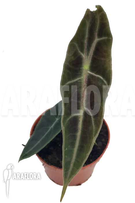 Alocasia longiloba &lsquo;purple&rsquo;