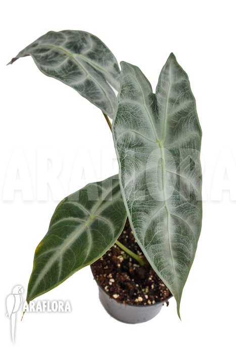 Alocasia longiloba &lsquo;Silver&rsquo;