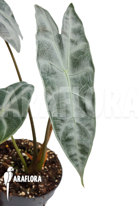 Alocasia longiloba &lsquo;Silver&rsquo;