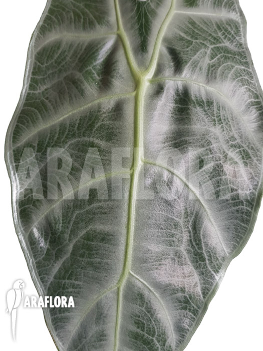 Alocasia longiloba &lsquo;Silver&rsquo;