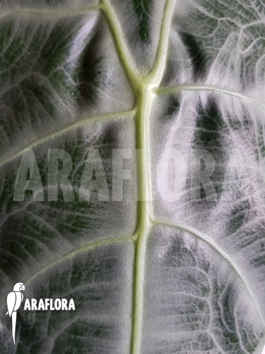 Alocasia longiloba &lsquo;Silver&rsquo;