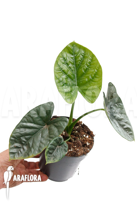 Alocasia &lsquo;Lukiwan-Lucky One&rsquo;