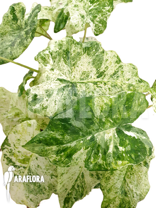 Alocasia macrorrhizos &lsquo;Splash&rsquo;