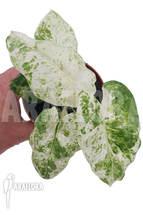 Alocasia macrorrhizos &lsquo;Splash&rsquo; &lsquo;M&rsquo;