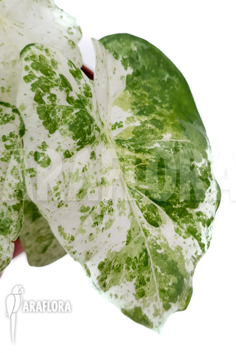 Alocasia macrorrhizos &lsquo;Splash&rsquo; &lsquo;M&rsquo;