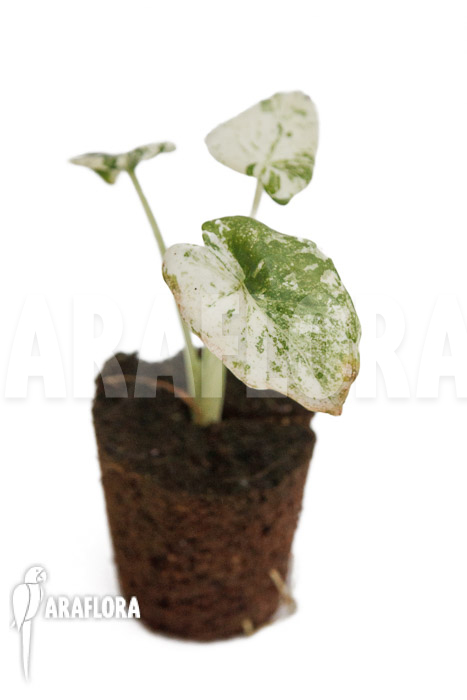 Alocasia odora &lsquo;Batik&rsquo;