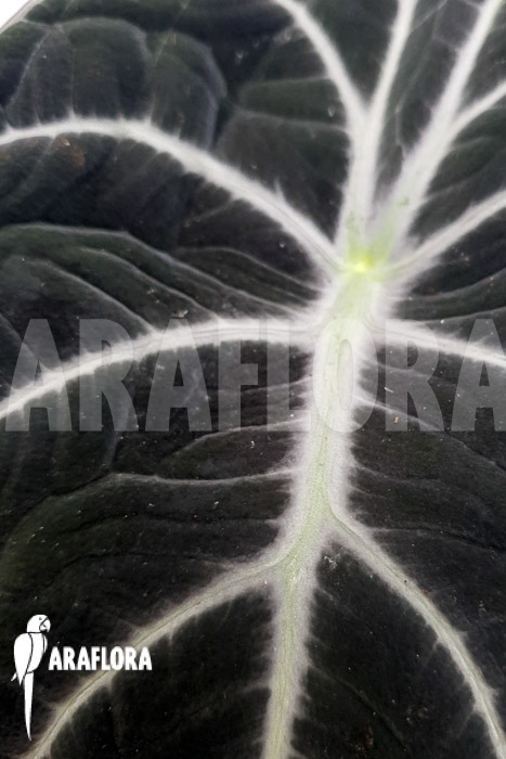 Alocasia reginula &lsquo;Black Velvet&rsquo;